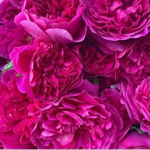 Meet your Posher, Samuel